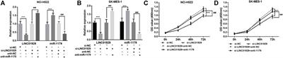 Long Non-Coding RNA LINC01929 Facilitates Cell Proliferation and Metastasis as a Competing Endogenous RNA Against MicroRNA miR-1179 in Non-Small Cell Lung Carcinoma